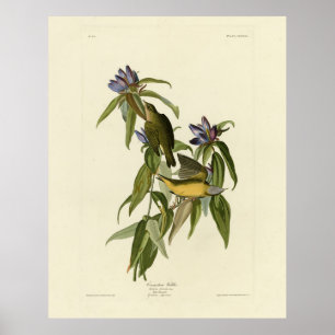 Connecticut Warbler - Audubon's Birds of America Poster
