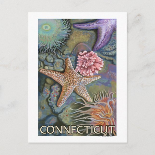 ConnecticutTidepool Scene Postcard (Front)