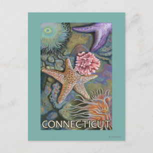 ConnecticutTidepool Scene Postcard