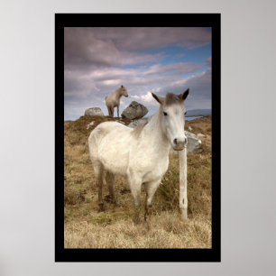 Connemara Ponies. Poster by cARTerART