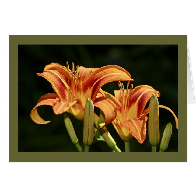 Consider The Lilies Of The Field (Front Horizontal)