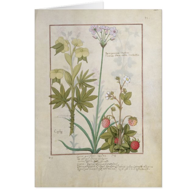 Consiligo, Burreed and Strawberry (Front)