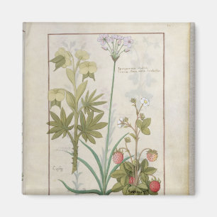Consiligo, Burreed and Strawberry Magnet