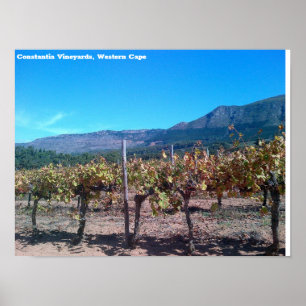 Constantia Vineyards, Western Cape Poster