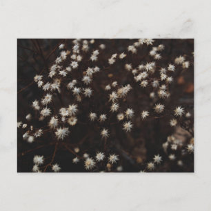 "Constellation Bosque" Postcard