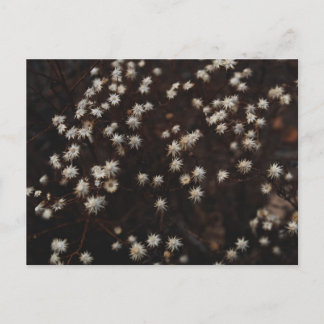 "Constellation Bosque" Postcard