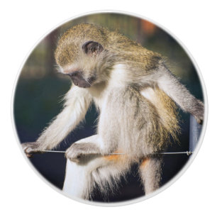 Contemplating Monkey Ceramic Knob