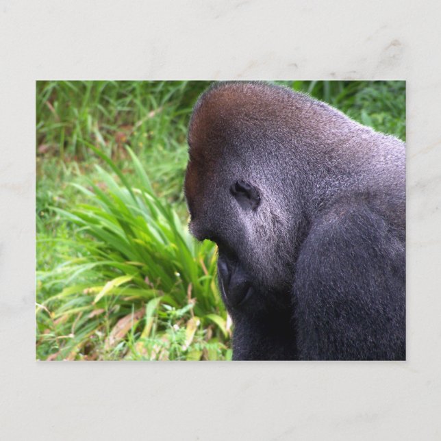 Contemplation Postcard (Front)