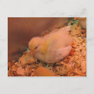 Contemplative Chick Postcard