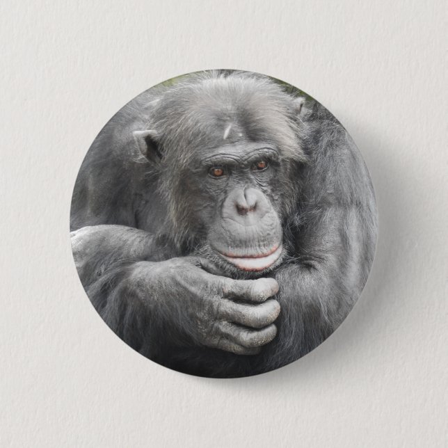 Contemplative Chimpanzee 6 Cm Round Badge (Front)