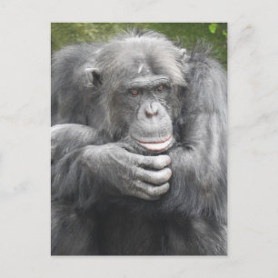 Contemplative Chimpanzee Holiday Postcard
