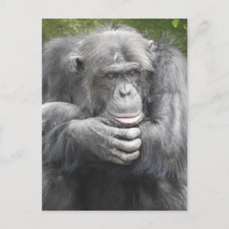 Contemplative Chimpanzee Holiday Postcard