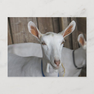 Contemplative Goat Postcard