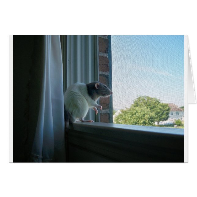 Contemplative Rat (Front Horizontal)