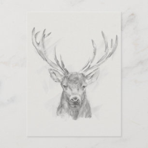 Contemporary Elk Sketch Postcard
