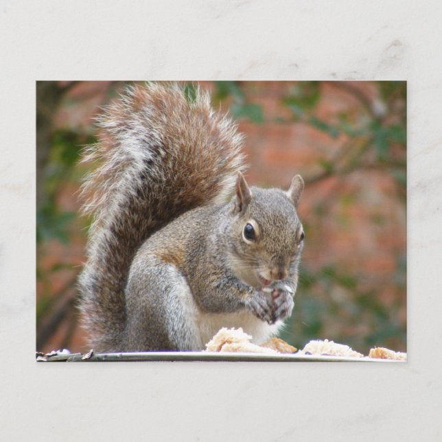 Contented Squirrel Postcard (Front)
