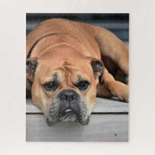 Continental Bulldog Customisable Jigsaw Puzzle