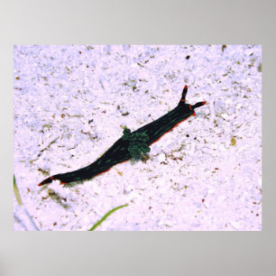 Contrasating Nudibranch Poster