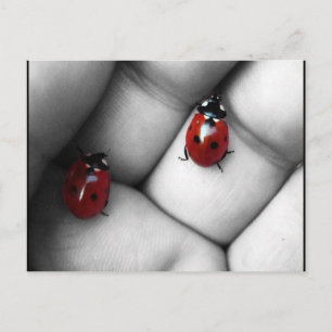 contrast lieveheersbeestje postcard