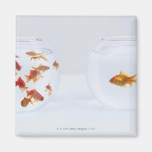 Contrast of many goldfish in fishbowl and magnet