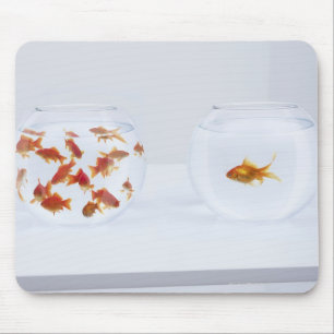 Contrast of  many goldfish in fishbowl and mouse pad