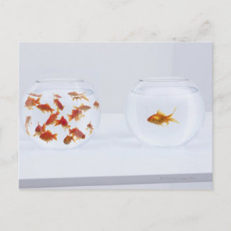 Contrast of many goldfish in fishbowl and postcard