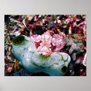 Contrasted Scorpionfish Poster