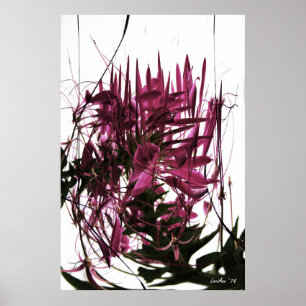 Contrived Cleome Poster