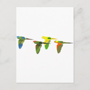 Conures! Postcard