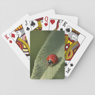 Convergent ladybird beetle on Cleveland sage Playing Cards