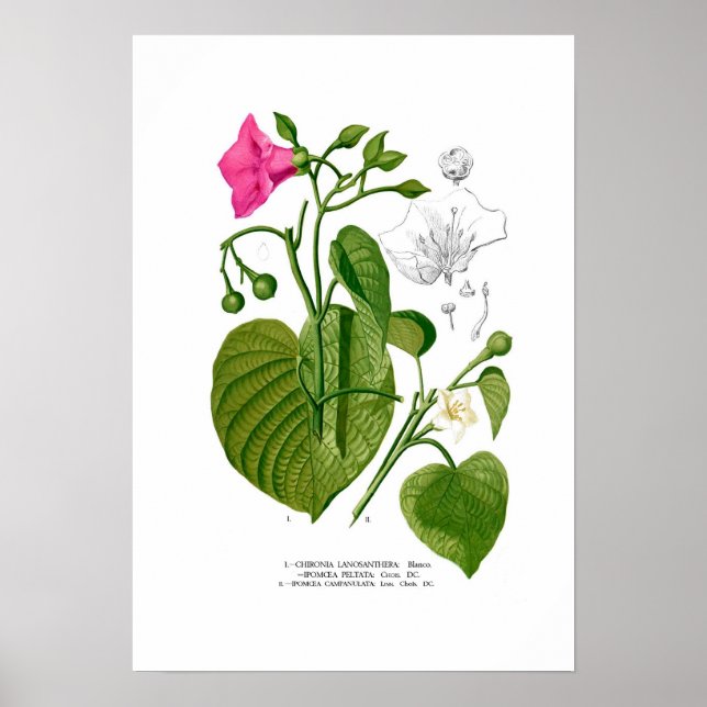 Convolvulaceae spp poster (Front)