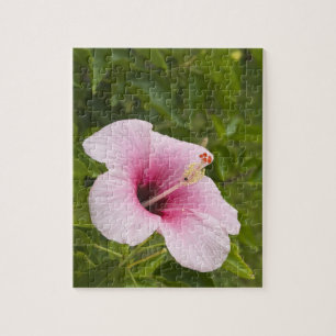 Cook Islands, Atiu. Hibiscus flower. Jigsaw Puzzle