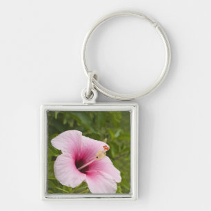 Cook Islands, Atiu. Hibiscus flower. Key Ring