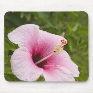 Cook Islands, Atiu. Hibiscus flower. Mouse Pad