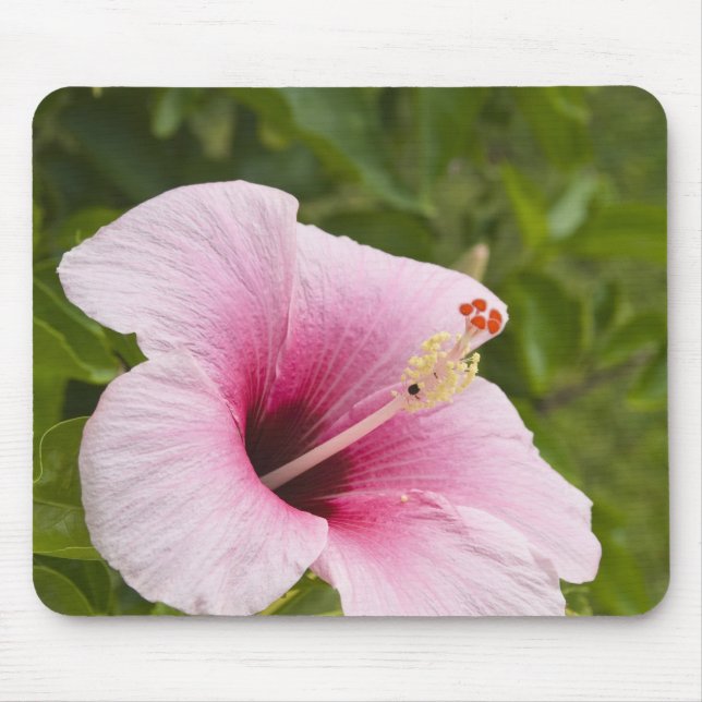 Cook Islands, Atiu. Hibiscus flower. Mouse Pad (Front)