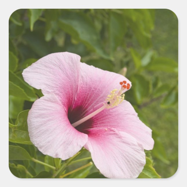 Cook Islands, Atiu. Hibiscus flower. Square Sticker (Front)