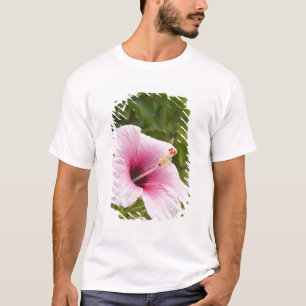 Cook Islands, Atiu. Hibiscus flower. T-Shirt