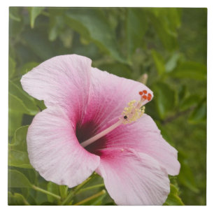Cook Islands, Atiu. Hibiscus flower. Tile