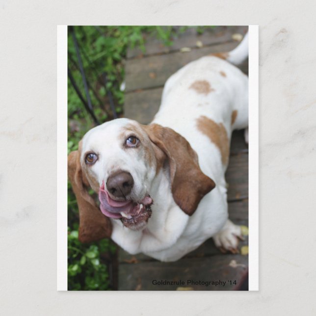 Cookie? Postcard (Front)