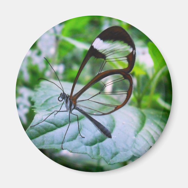 cool as glass magnet (Front)