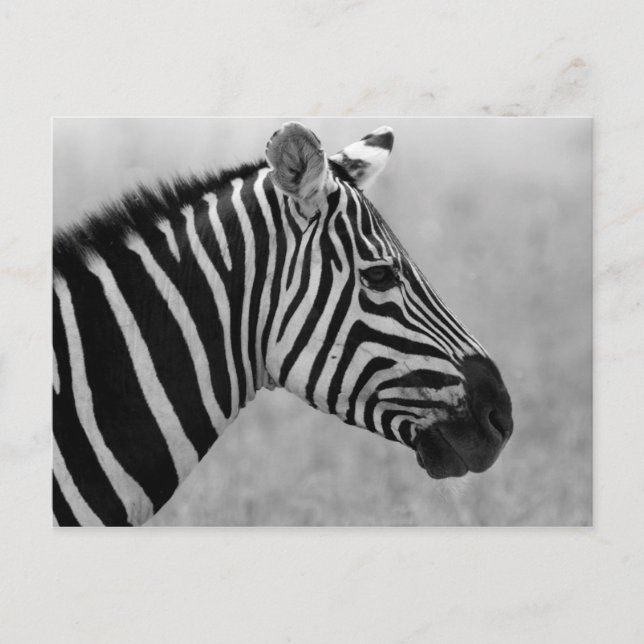 Cool black and white zebra pattern postcard (Front)