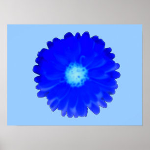 Cool Blue Marigold Poster