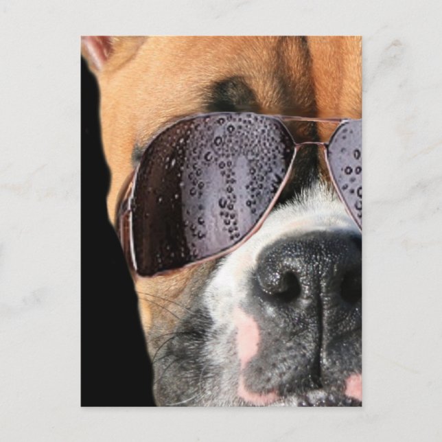 Cool Boxer in sunglasses postcard (Front)