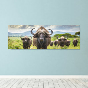 Cool Buffalo Canvas Print! Print