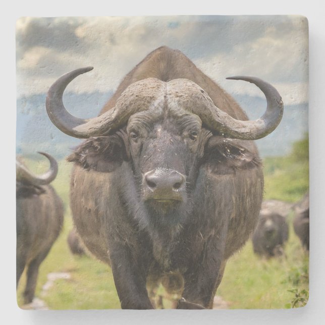 Cool Buffalo Stone Coaster! Coaster (Front)