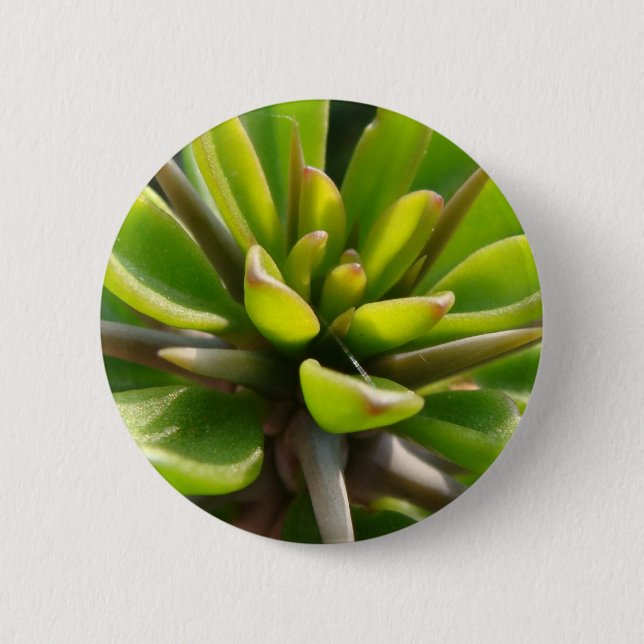 Cool Cactus 6 Cm Round Badge (Front)