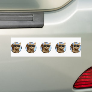Cool Cat Bumper Sticker 