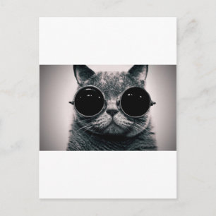 cool cat kool kat with shades postcard
