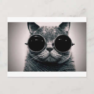 cool cat kool kat with shades postcard