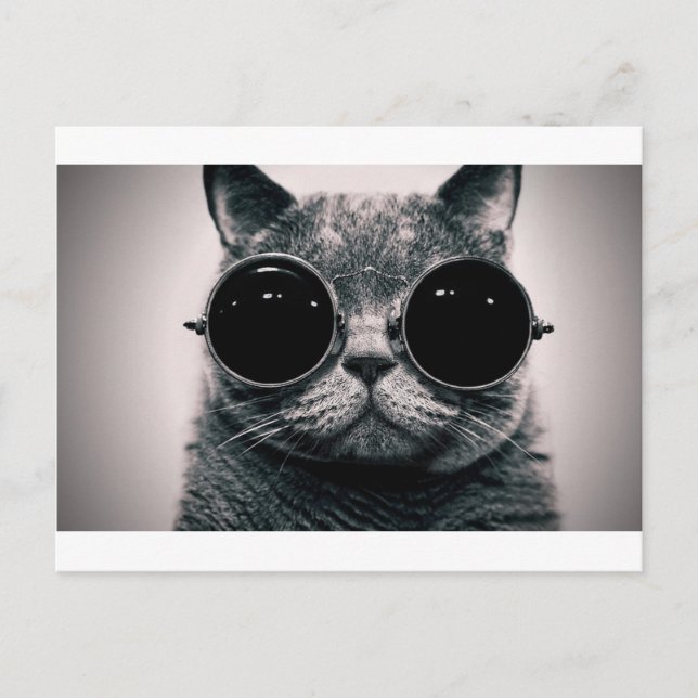 cool cat kool kat with shades postcard (Front)